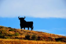 Bull on Hill